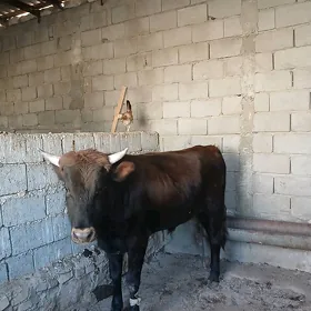 öküz
