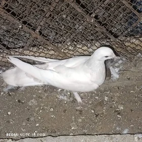 Kepderi