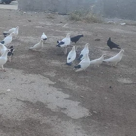 kepderi