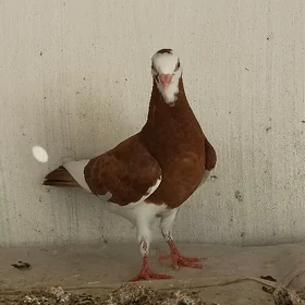 Kepderi