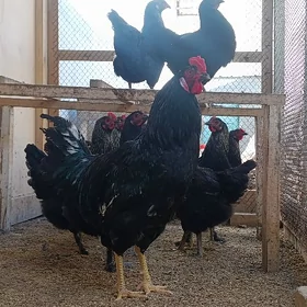 🥚JERSI GIGANT ÝUMURTGA 🥚