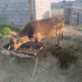 sygyr