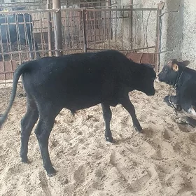 Göle