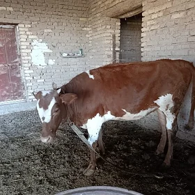 1ýaşap gecen gole