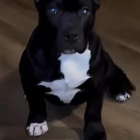 pitbul