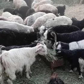 Çebişler
