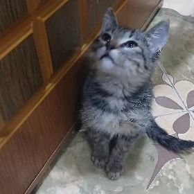 в добрые руки мальчик