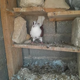 kepderi