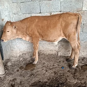 okuz okuzce gole
