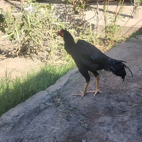 horaz