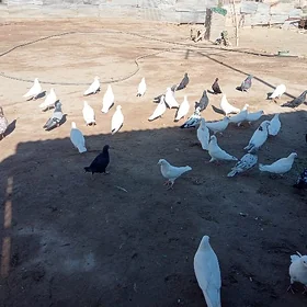 kepderi