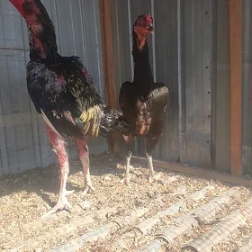 BAYSOW HORAZ MÁKİ