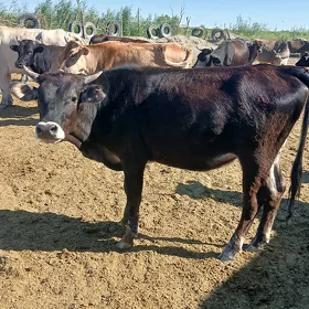 birinji garynda bogoz sygyr