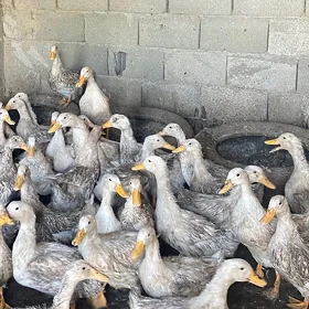 gak gaklar