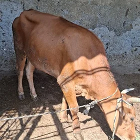 Sygyr. bakyda