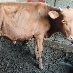 oküz