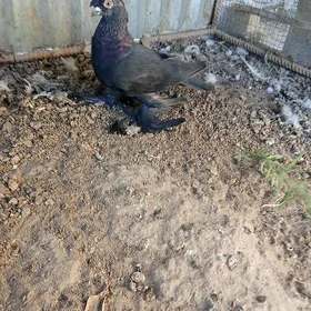 kepderi