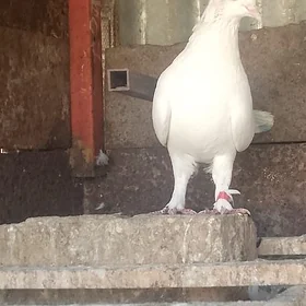 kepderi