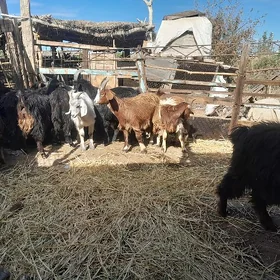çewişler