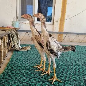 baysow jujeler