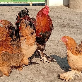 Brama towuklar