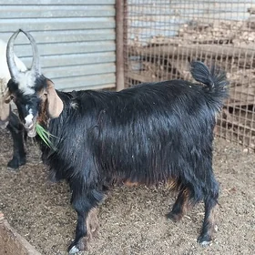 Biçilen Teke