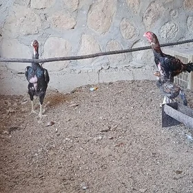 baysok maki