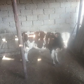 Öküzçe