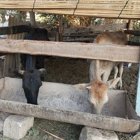 iki sany gulajyn