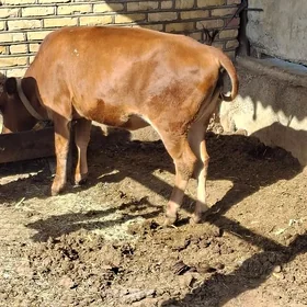 Gulajyn bir Gulajyn