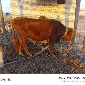 3 sany öküz