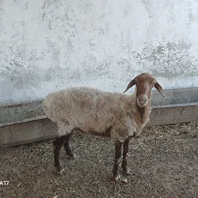 goyun гойун