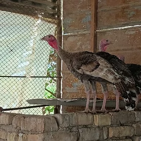 induk