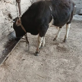 окуз