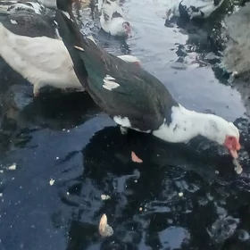 ördek