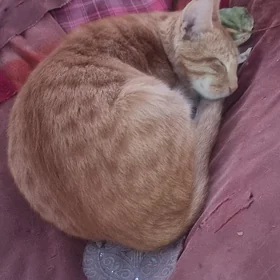Кошки