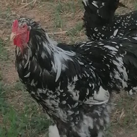 Brama mramyr
