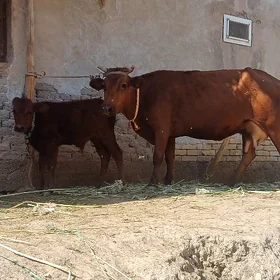 DAÝOW PARODA.IRI GÖLELI SYGYR