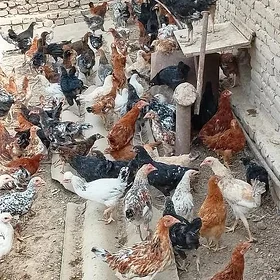 4 aylyk towuk juyje