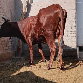 BASGAÇA PARODA AGYR BOGAZ.