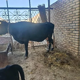 göleli sygyr