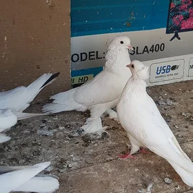 kepderi