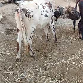 gulojyn
