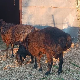gusar goç