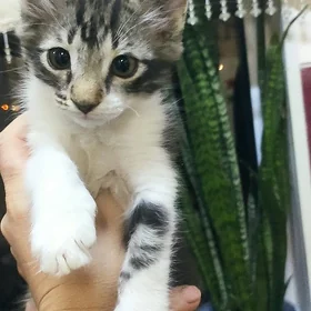 котёнок