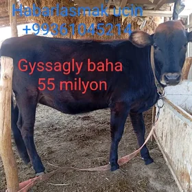 Öküzçeler we Gulajyn
