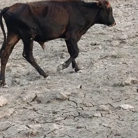 Ökuzce