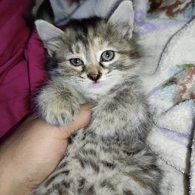 котята