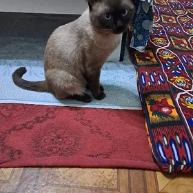 pişik
