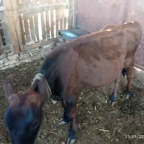 göle